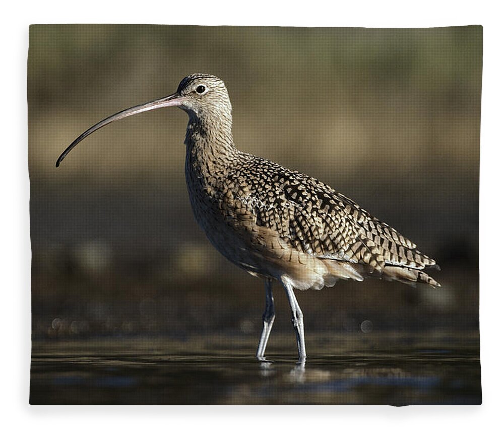 00176436 Fleece Blanket featuring the photograph Long Billed Curlew Wading North America by Tim Fitzharris