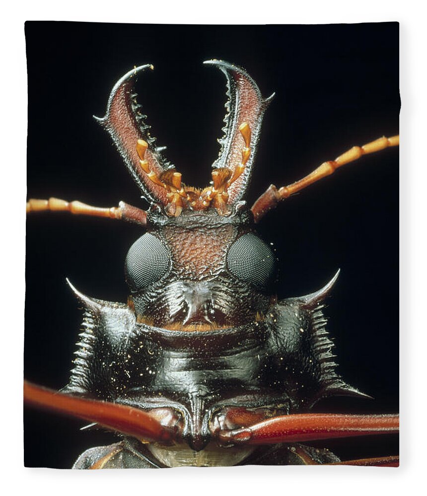 Mp Fleece Blanket featuring the photograph Longhorn Beetle Macrodontia Cervicornis by Mark Moffett