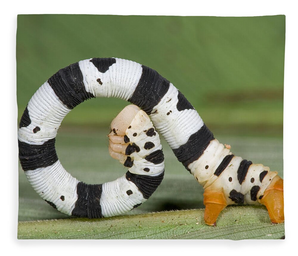 00476846 Fleece Blanket featuring the photograph Looper Moth Caterpillar Atewa Range by Piotr Naskrecki