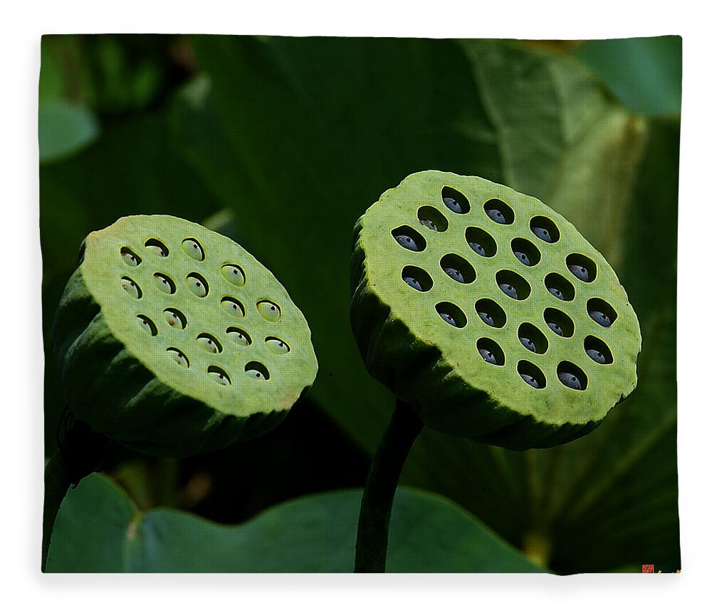 Nature Fleece Blanket featuring the photograph Lotus Capsules-Sun Worshipers DL052 by Gerry Gantt