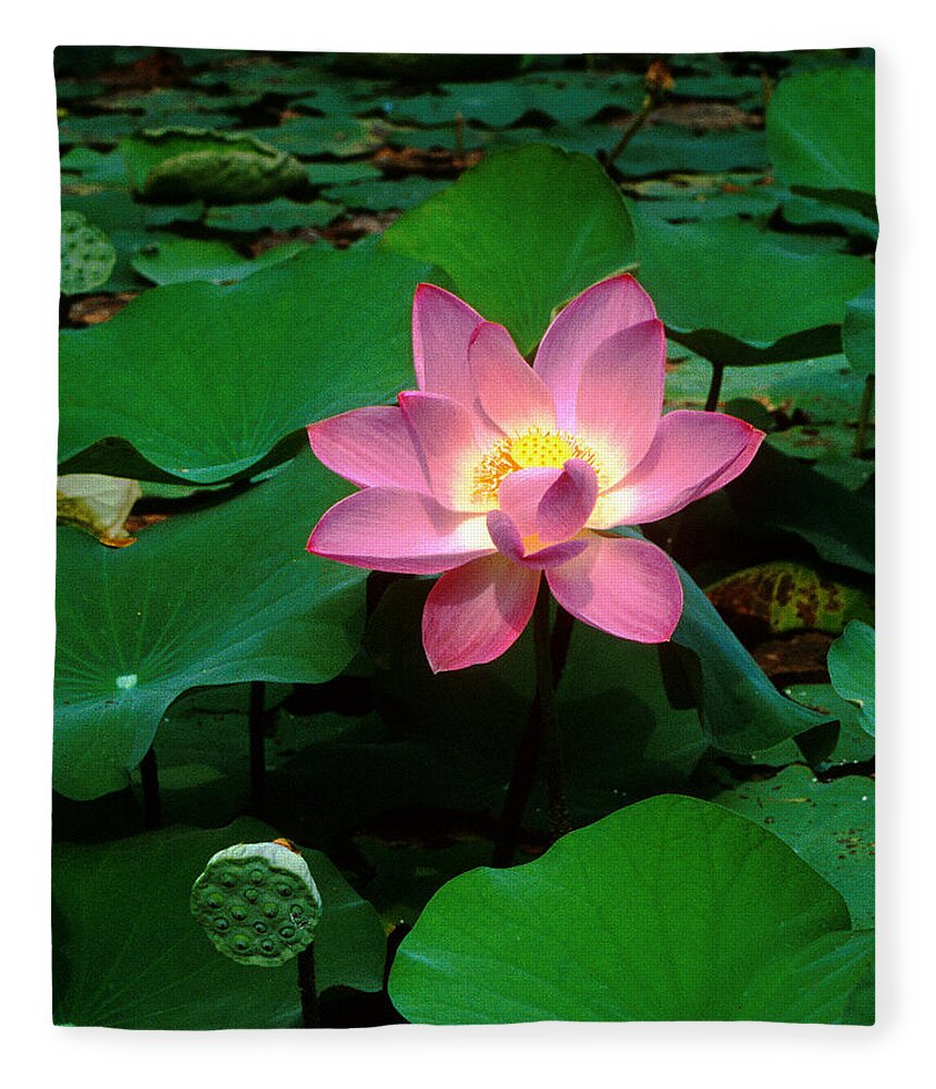 Nature Fleece Blanket featuring the photograph Lotus Flower and Capsule 24A by Gerry Gantt