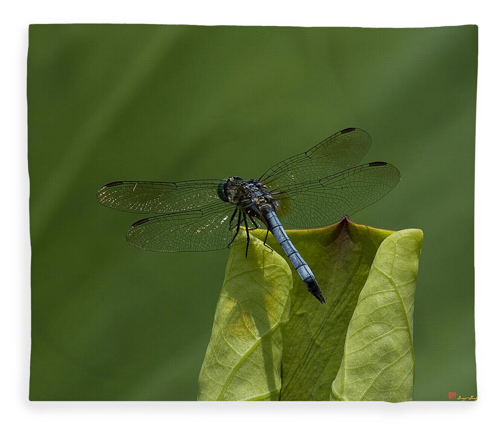 Nature Fleece Blanket featuring the photograph Lotus Leaf and Blue Dasher Dragonfly DL058 by Gerry Gantt