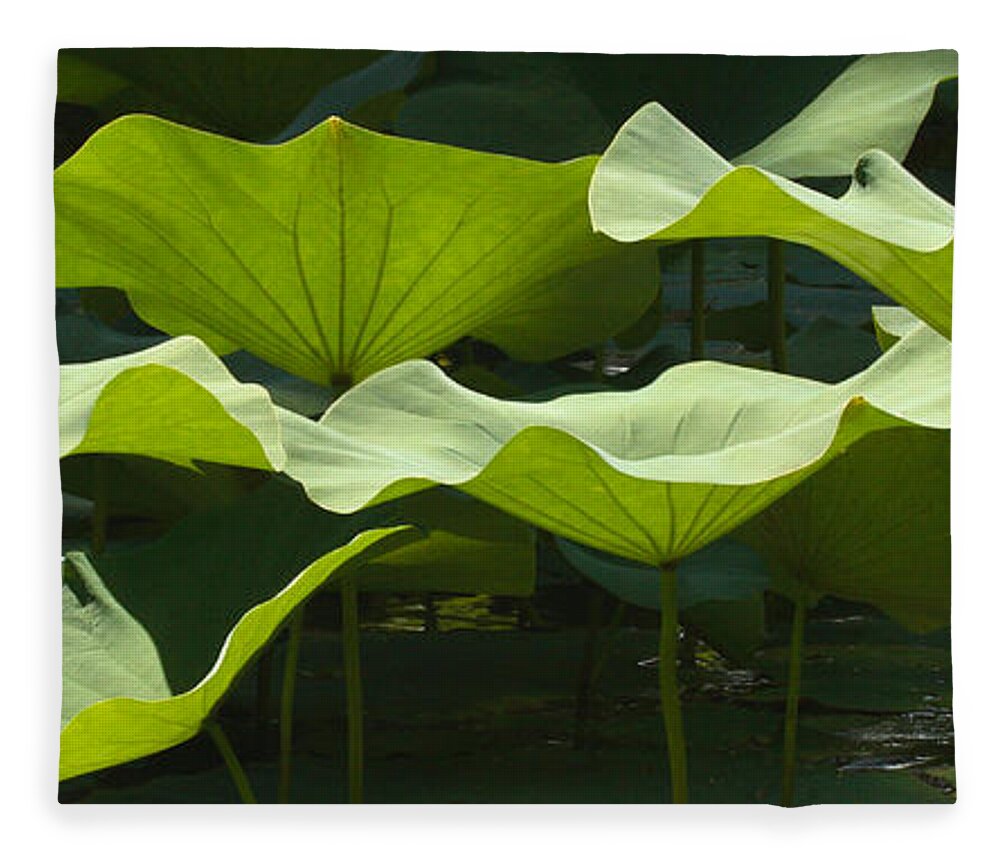 00429853 Fleece Blanket featuring the photograph Lotus Lily Leaves In Pond Waimea Valley by Sebastian Kennerknecht