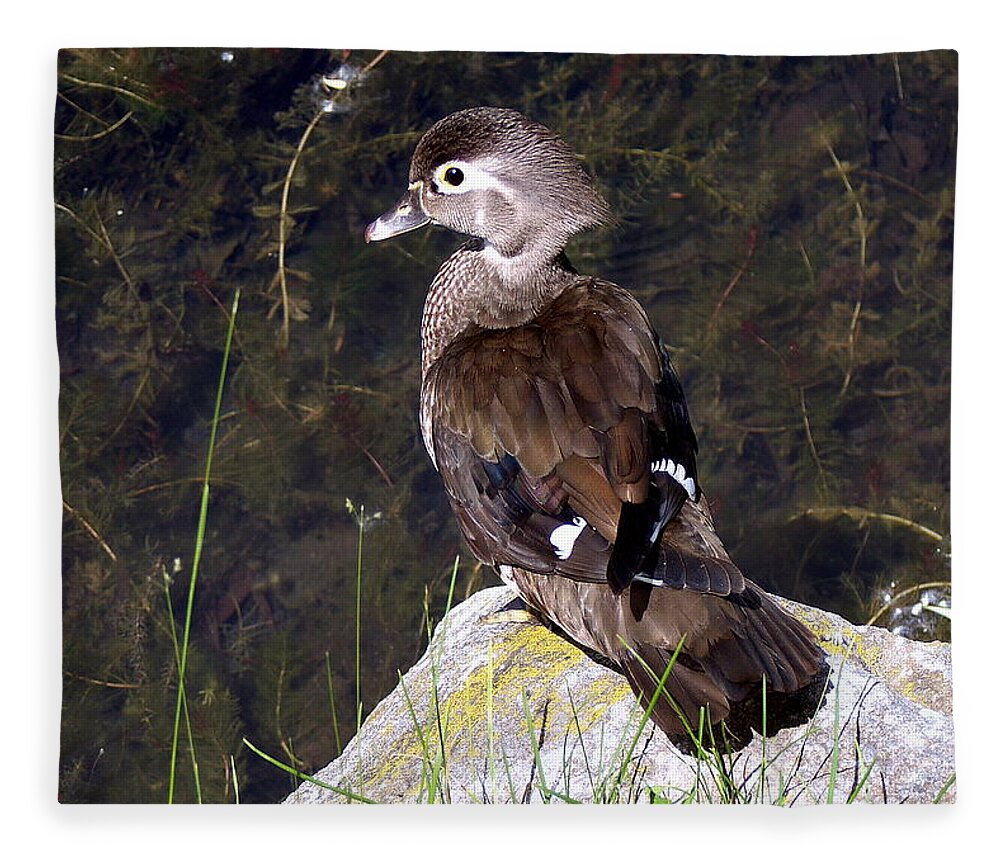 Bird On Rock Fleece Blanket featuring the photograph Lovely To Look At by Burney Lieberman