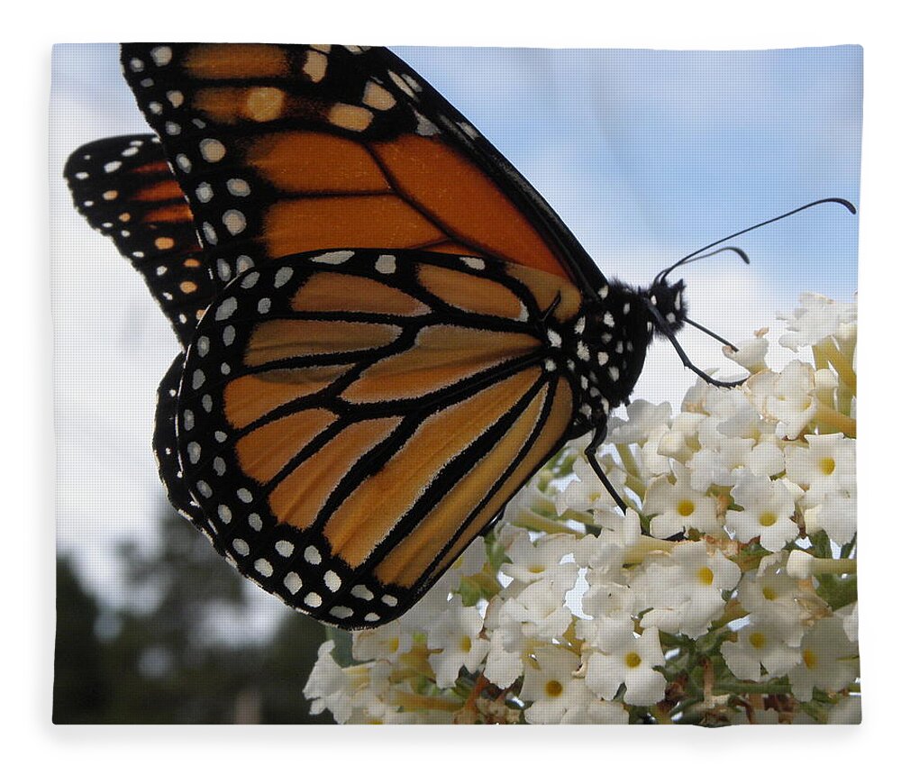 Monarch Fleece Blanket featuring the photograph Loving The Nectar by Kim Galluzzo