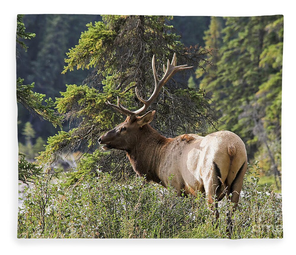 Animal Fleece Blanket featuring the photograph Magnificent Bull Elk by Teresa Zieba