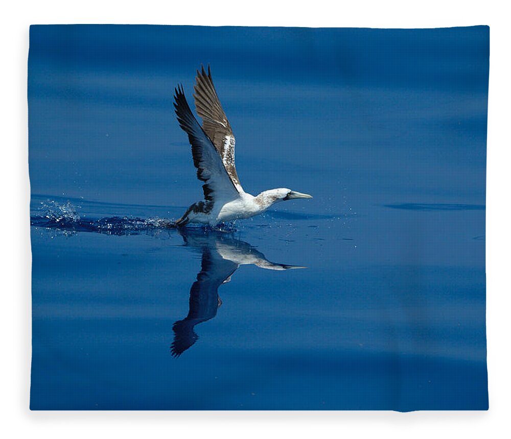 Masked Booby Fleece Blanket featuring the photograph Masked Booby by Bradford Martin