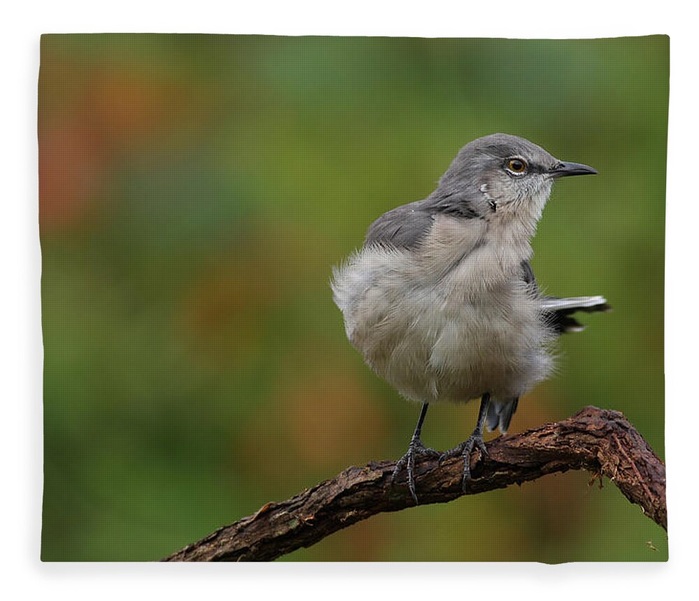 Mocking Bird Fleece Blanket featuring the photograph Mocking Bird Perched In The Wind by Daniel Reed