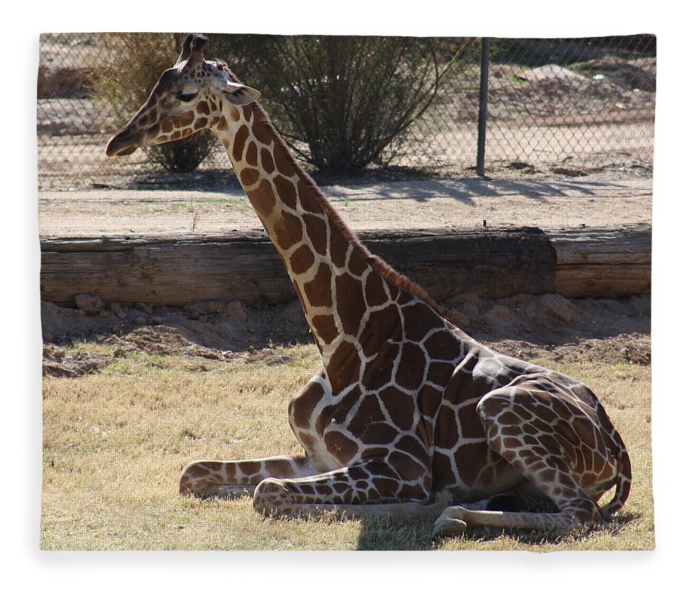Giraffe Fleece Blanket featuring the photograph Mommy taking a break by Kim Galluzzo Wozniak