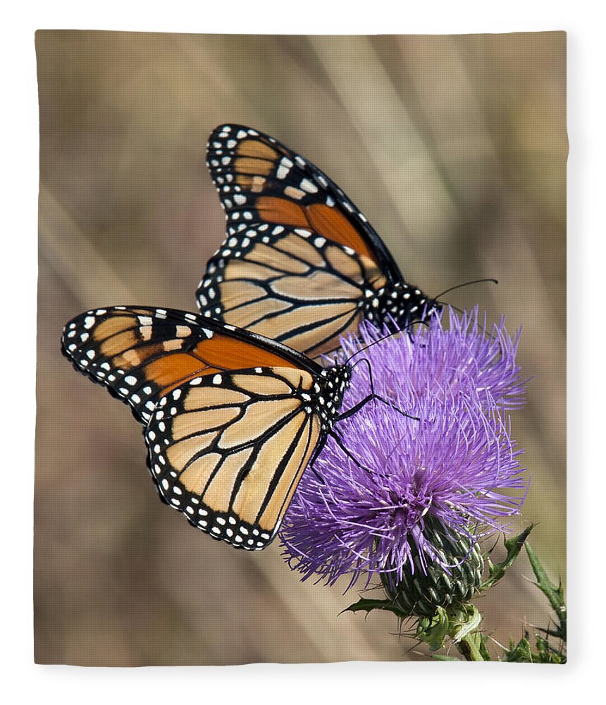 Marsh Fleece Blanket featuring the photograph Monarch Butterflies on Field Thistle DIN162 by Gerry Gantt