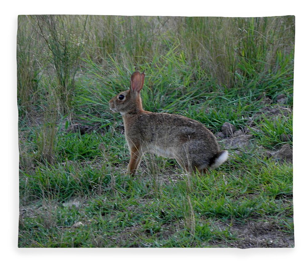 Rabbit Fleece Blanket featuring the photograph my name is Peter by Kim Galluzzo