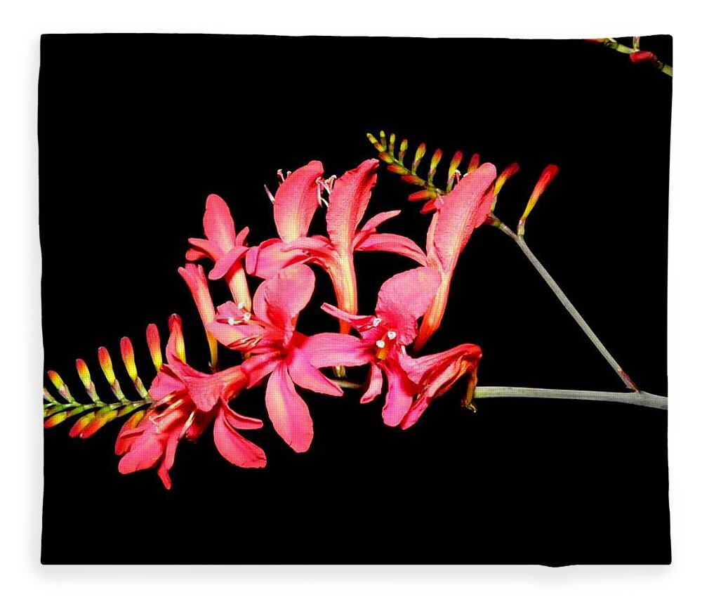 Night Fleece Blanket featuring the photograph Night Color Blooms by Kim Galluzzo