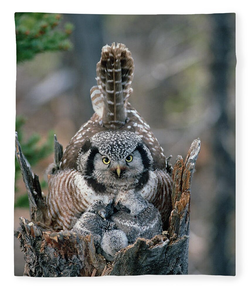 Mp Fleece Blanket featuring the photograph Northern Hawk Owl Surnia Ulula Parent by Michael Quinton