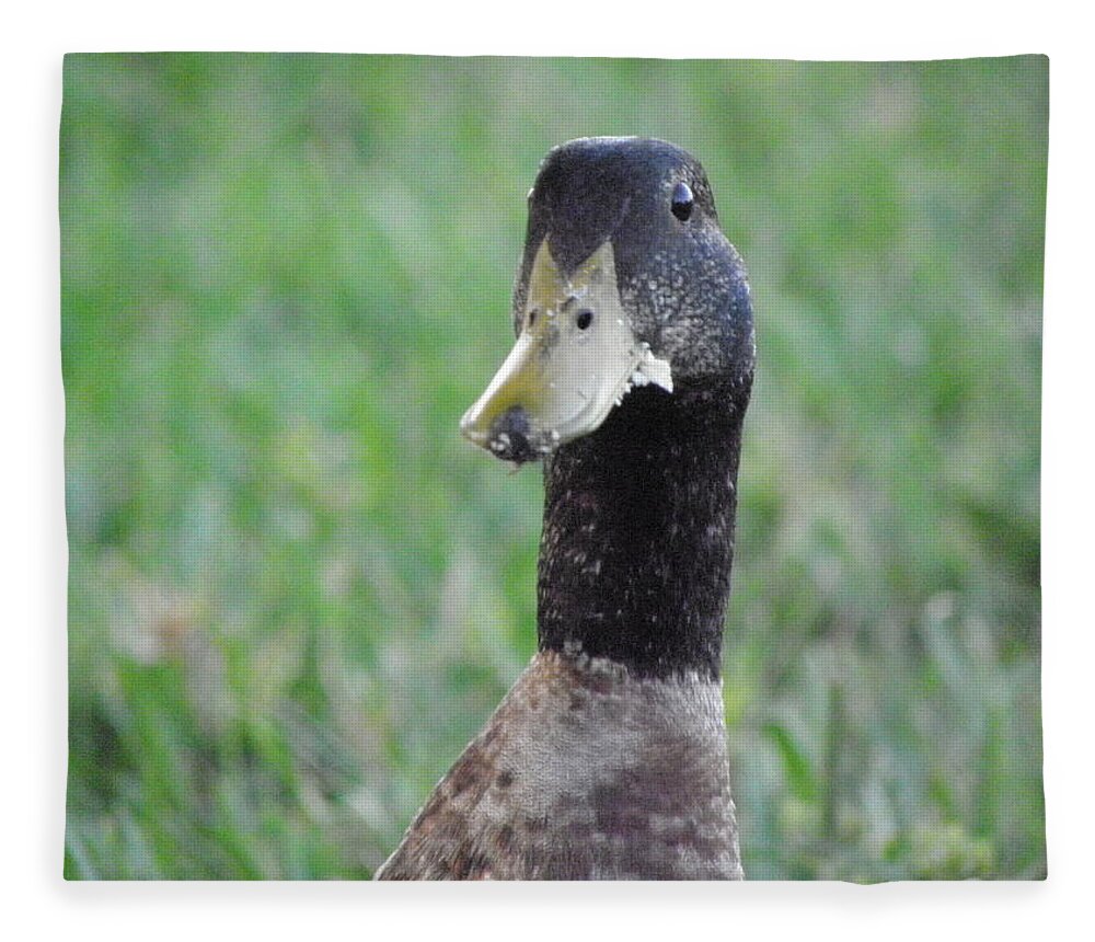 Duck Fleece Blanket featuring the photograph Oh no by Kim Galluzzo