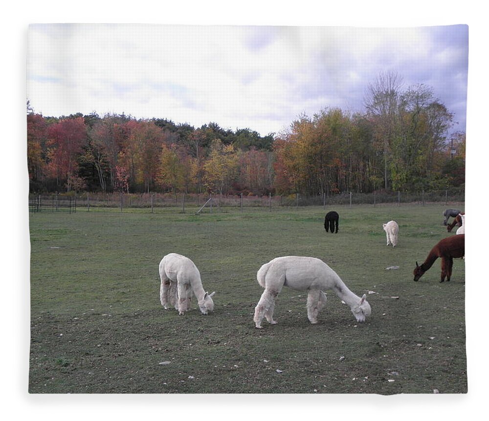 Alpaca Fleece Blanket featuring the photograph On The Alpaca Farm by Kim Galluzzo Wozniak