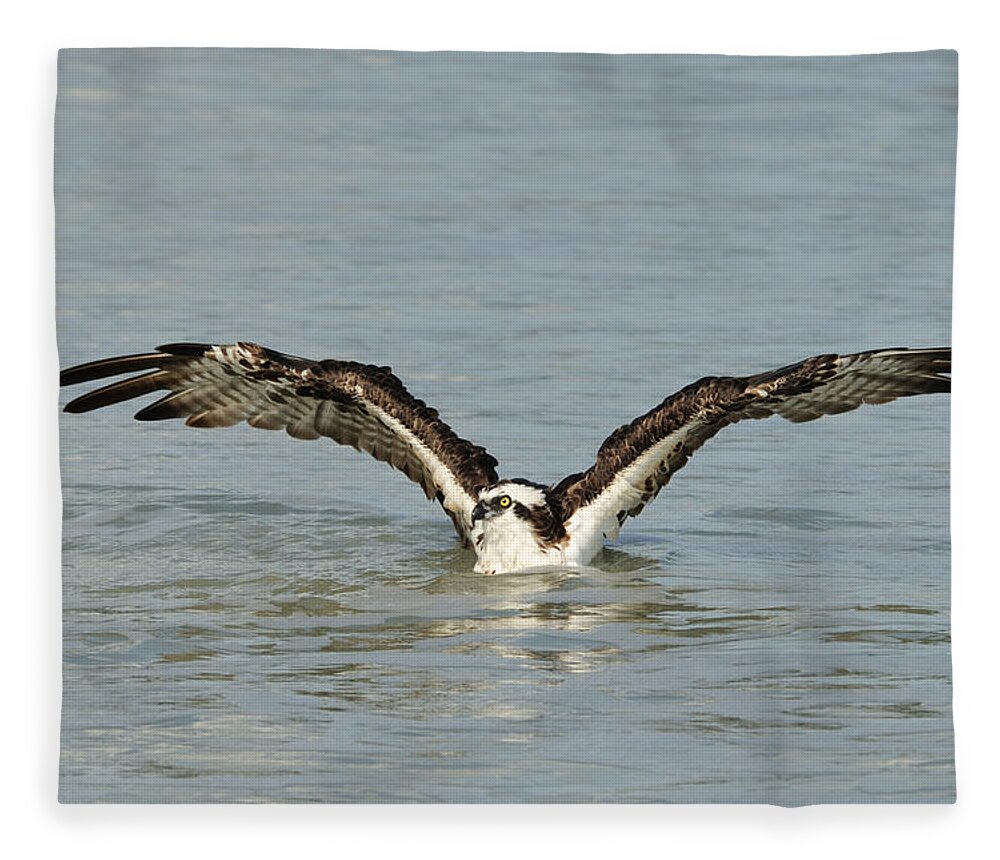 Osprey Fleece Blanket featuring the photograph Osprey Bathing by Bradford Martin