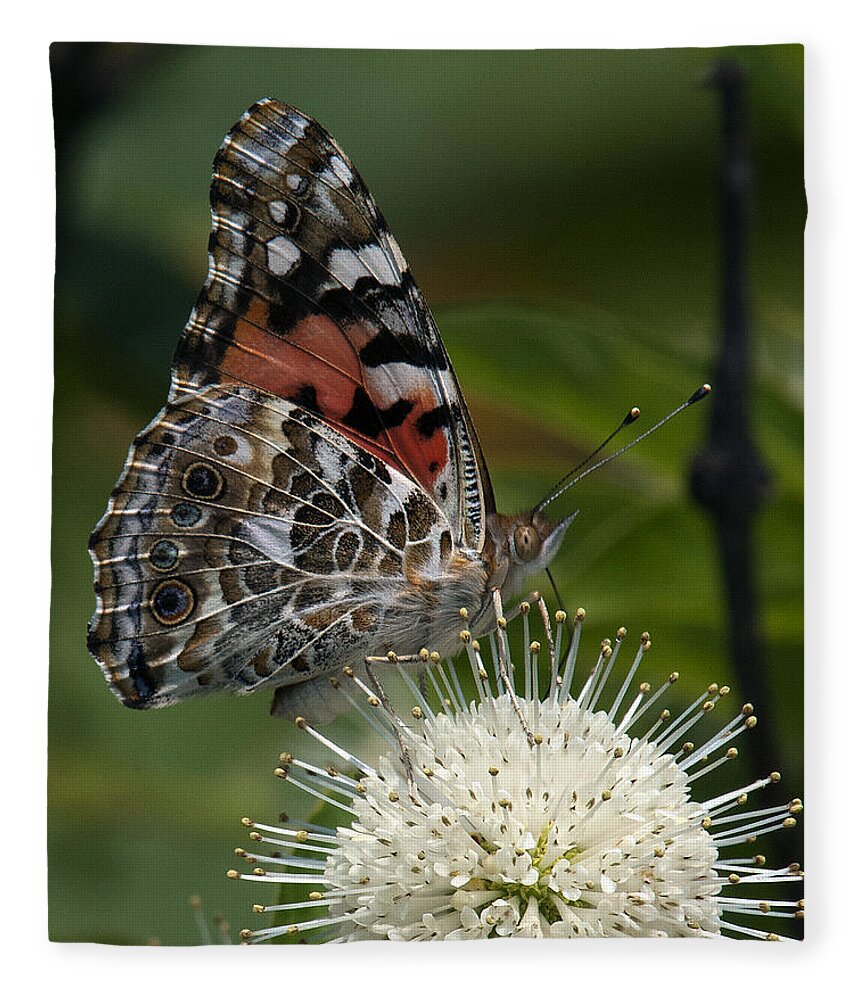 Study Fleece Blanket featuring the photograph Painted Lady Butterfly DIN049 by Gerry Gantt