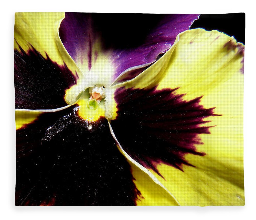 Pansy Fleece Blanket featuring the photograph Pansy brilliance by Kim Galluzzo