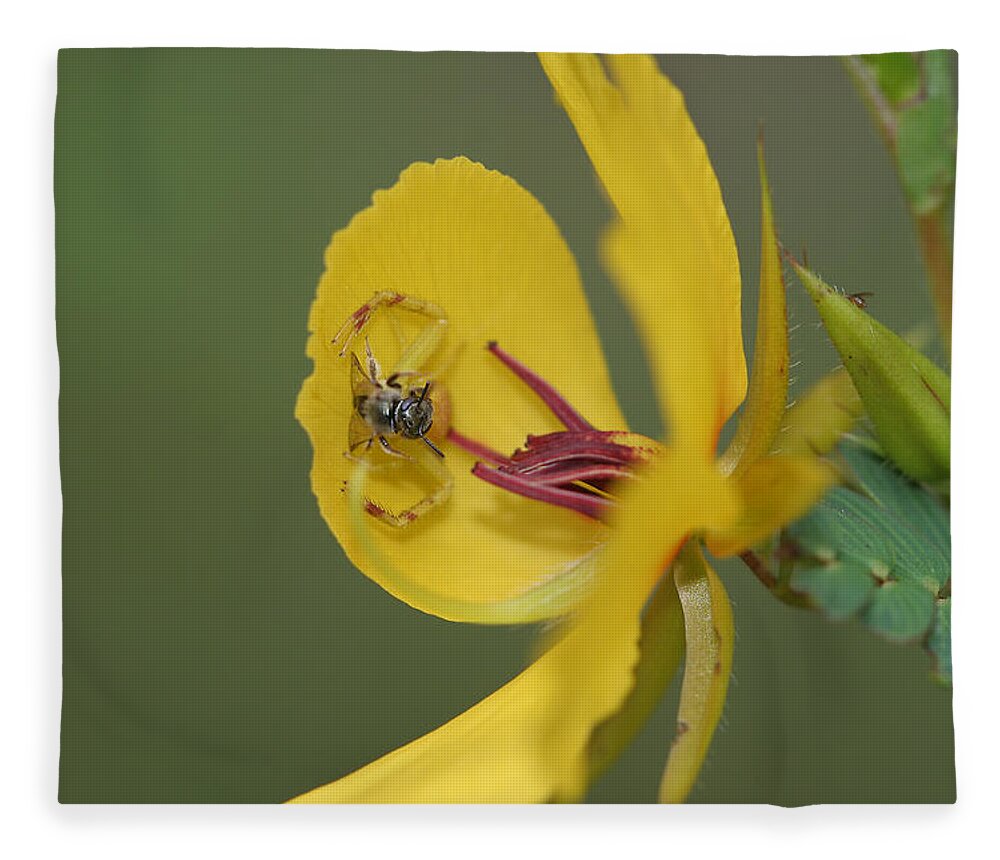 Partridge Pea Fleece Blanket featuring the photograph Partridge Pea And Matching Crab Spider With Prey by Daniel Reed
