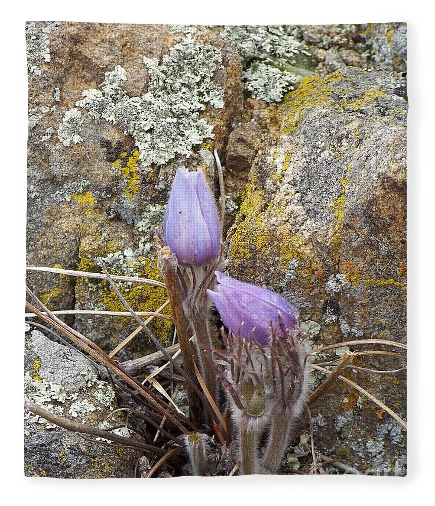 Pasque Flowers Fleece Blanket featuring the photograph Pasque Flowers by Dorrene BrownButterfield
