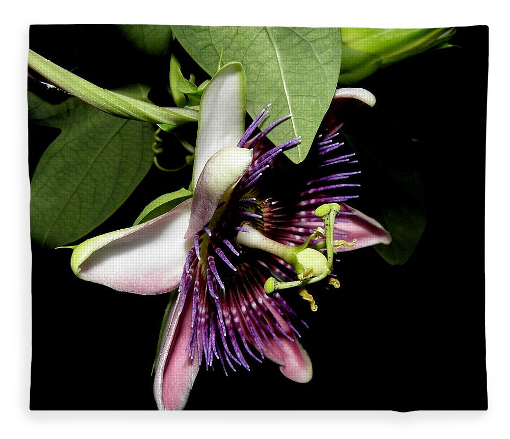 Purple Fleece Blanket featuring the photograph Passion At Night by Kim Galluzzo