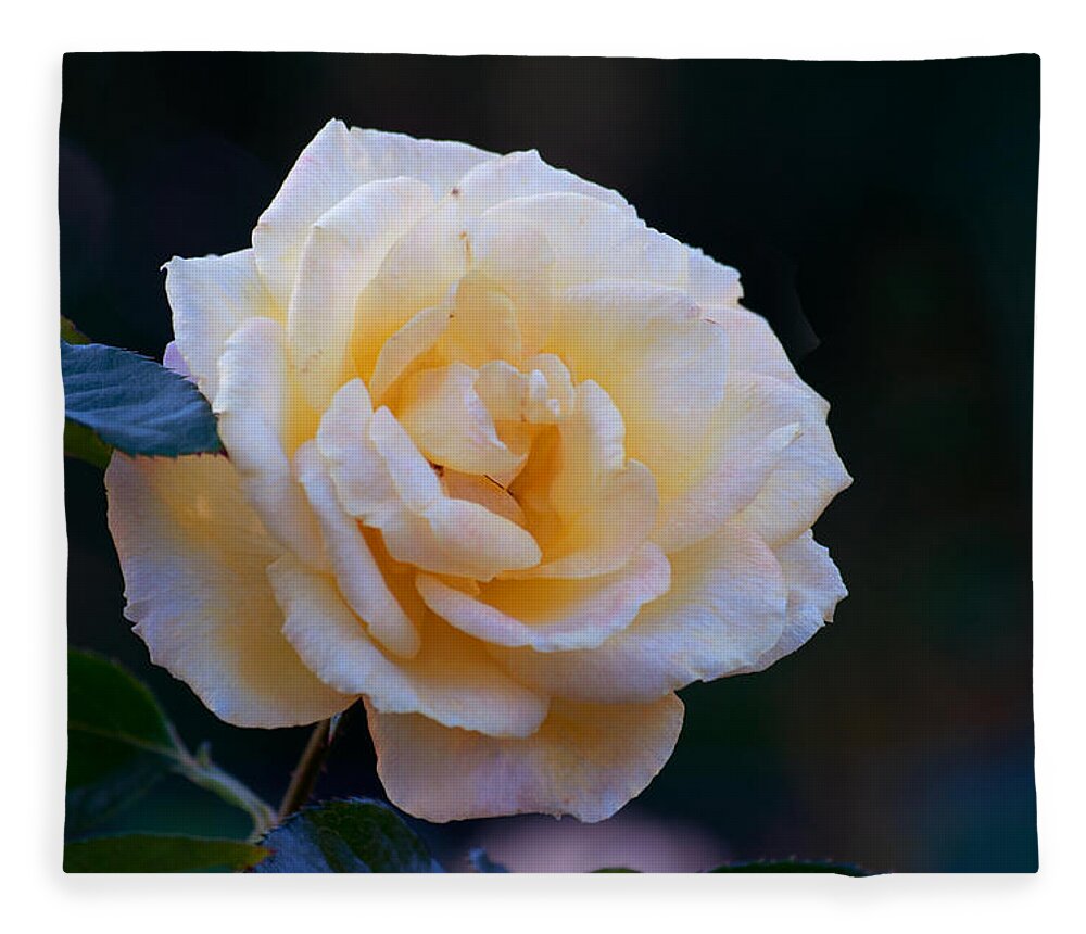 Rose Fleece Blanket featuring the photograph Pastels by Kenneth Albin