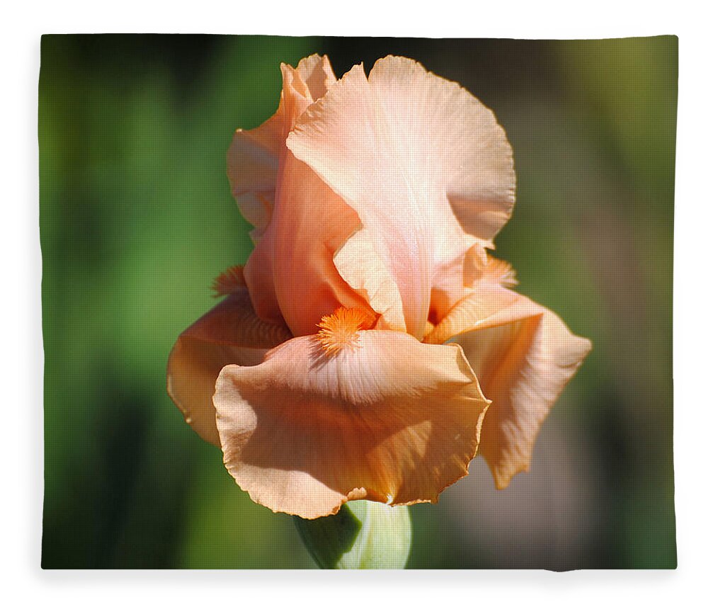 Beautiful Iris Fleece Blanket featuring the photograph Peach Iris Flower II by Jai Johnson