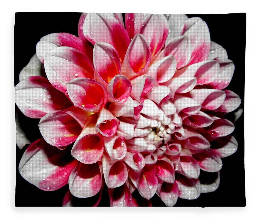 Pink Fleece Blanket featuring the photograph Perfection In Pink by Kim Galluzzo