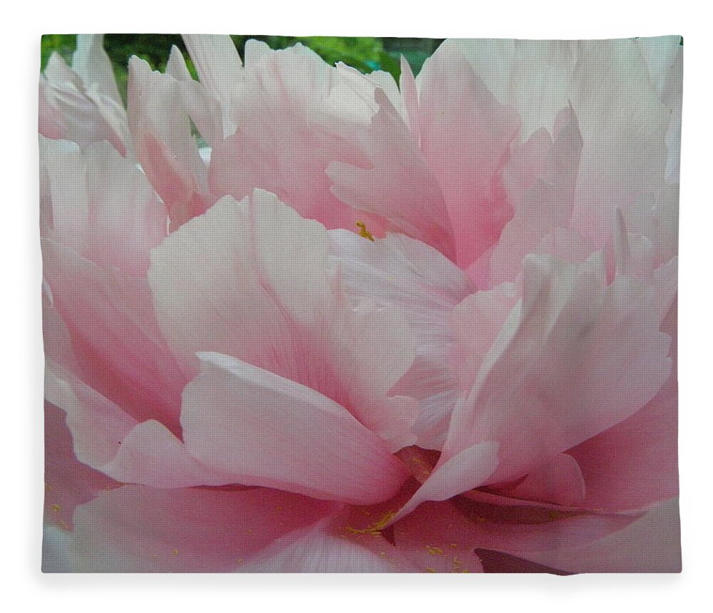 Pink Fleece Blanket featuring the photograph Pink Peony by Kim Galluzzo