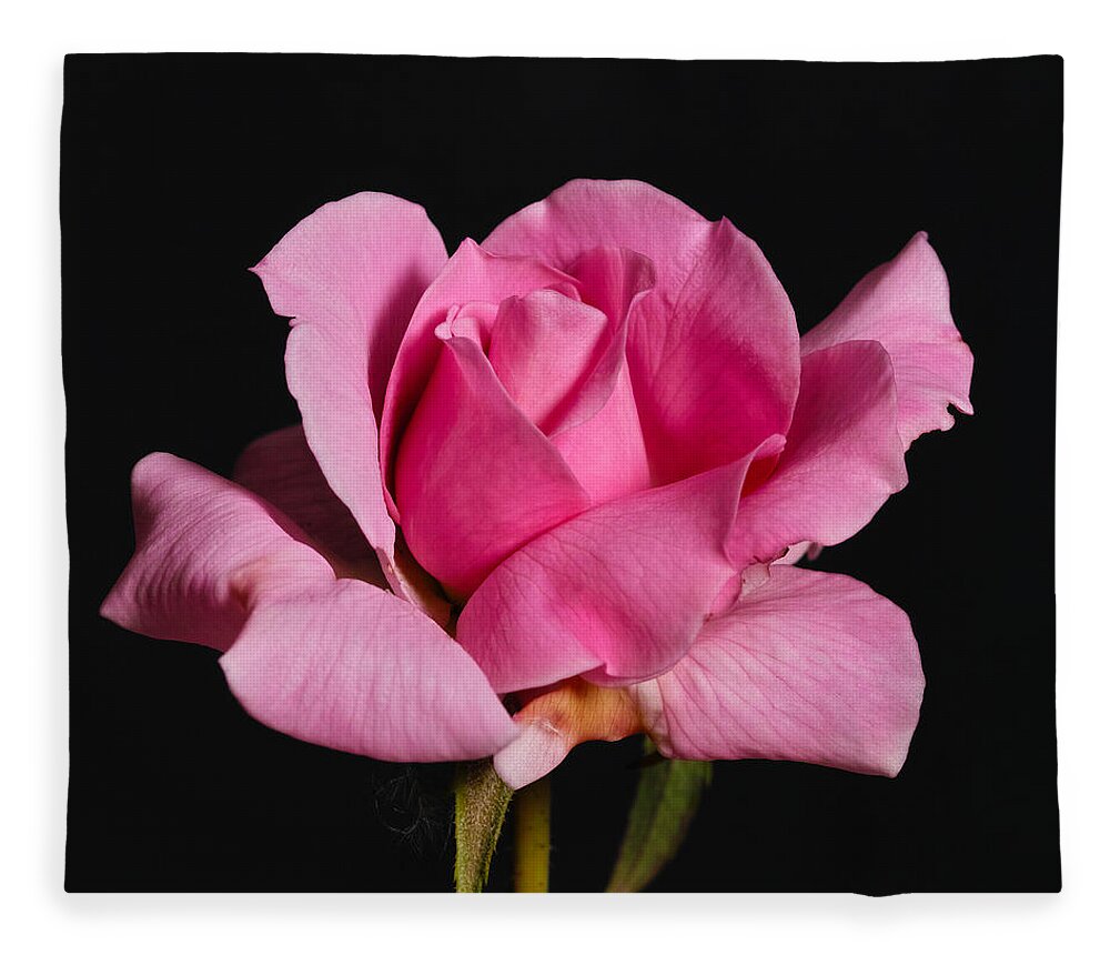 Rose Fleece Blanket featuring the photograph Pink Tea Rose by Gary Dean Mercer Clark