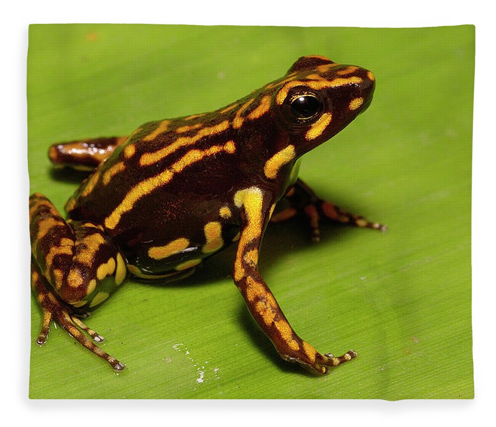Mp Fleece Blanket featuring the photograph Poison Dart Frog Epipedobates Sp New by Pete Oxford