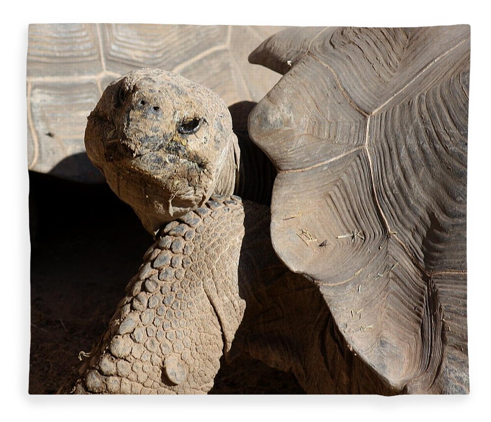 Tortoise Fleece Blanket featuring the photograph Posing For Pictures by Kim Galluzzo Wozniak