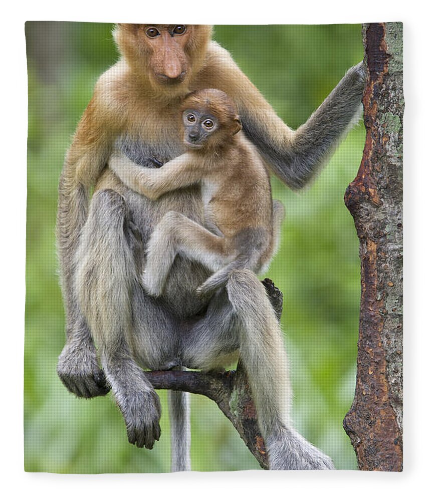 00479421 Fleece Blanket featuring the photograph Proboscis Monkey Female And Six Week by Suzi Eszterhas