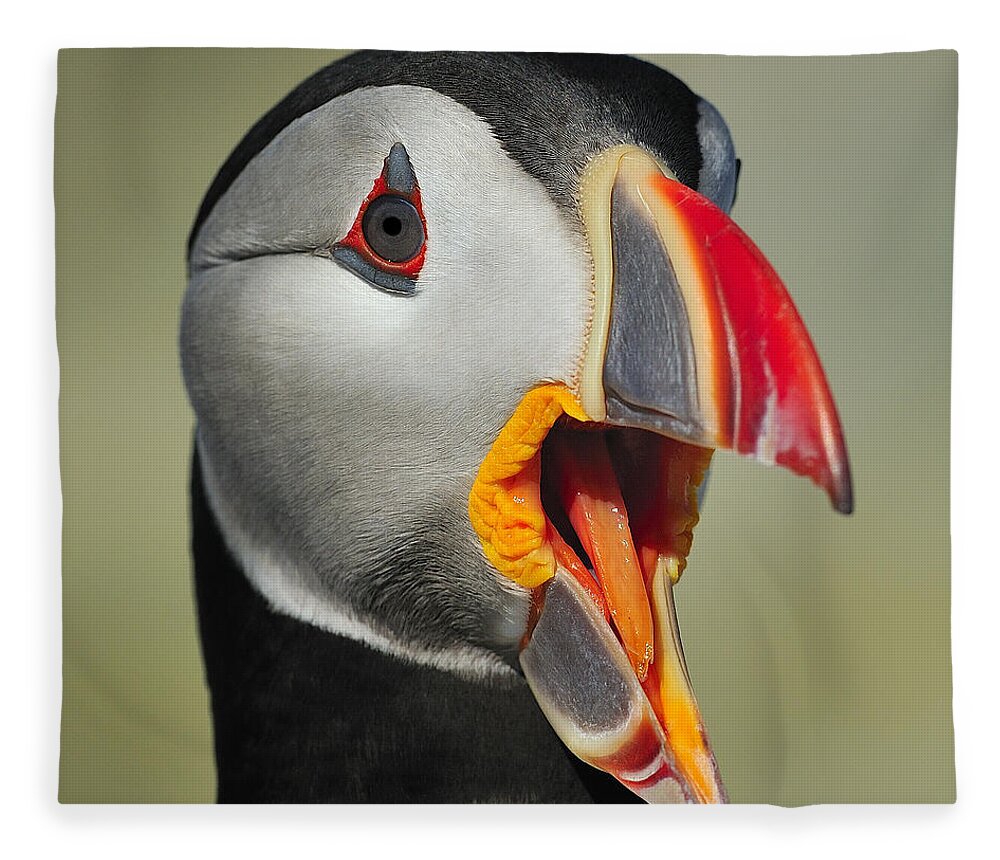 Atlantic Puffin Fleece Blanket featuring the photograph Puffin Portrait by Tony Beck