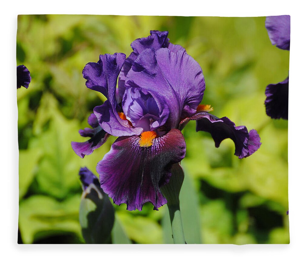 Beautiful Iris Fleece Blanket featuring the photograph Purple and Orange Iris Flower by Jai Johnson