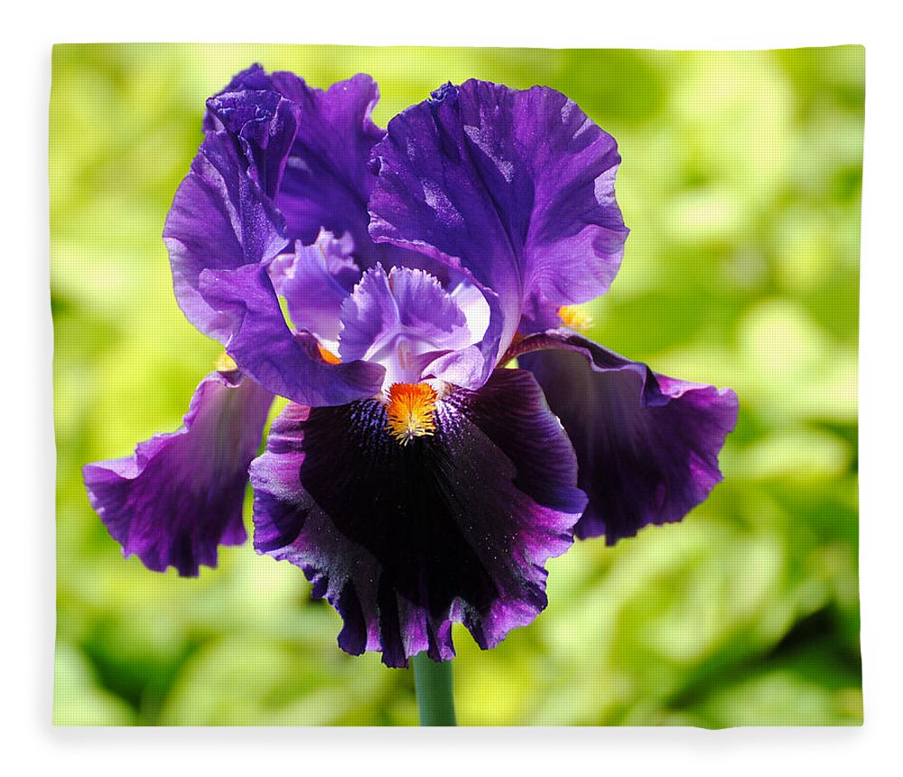 Flower Fleece Blanket featuring the photograph Purple and Orange Iris by Jai Johnson