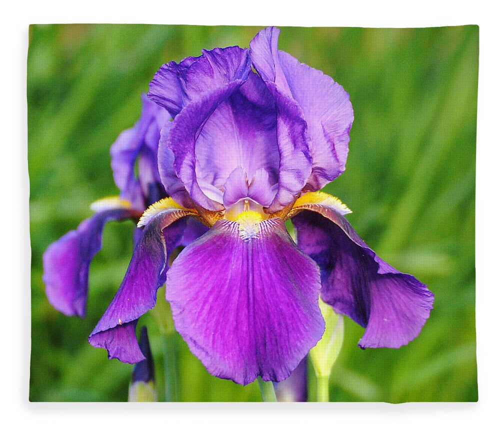 Beautiful Iris Fleece Blanket featuring the photograph Purple and Yellow Iris Flower by Jai Johnson