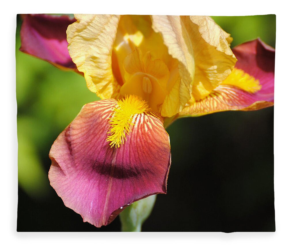 Beautiful Fleece Blanket featuring the photograph Purple and Yellow Iris III by Jai Johnson
