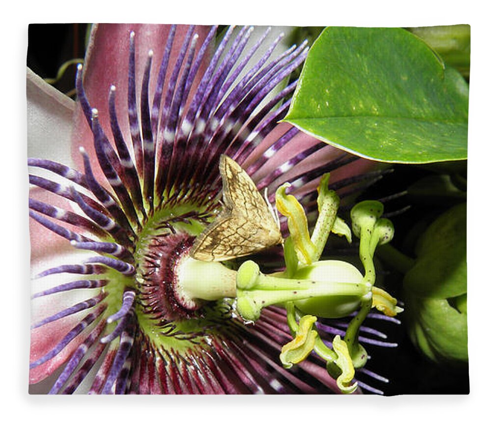 Passion Flower Fleece Blanket featuring the photograph Purple Passion Flower by Kim Galluzzo