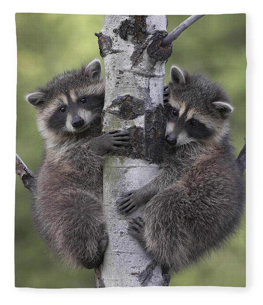 00176521 Fleece Blanket featuring the photograph Raccoon Two Babies Climbing Tree North by Tim Fitzharris