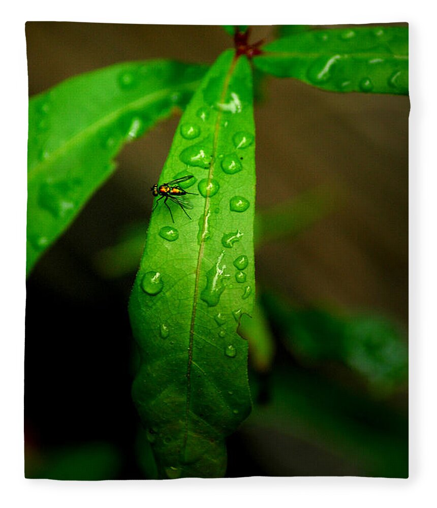 Leaf Fleece Blanket featuring the photograph Rain by David Weeks