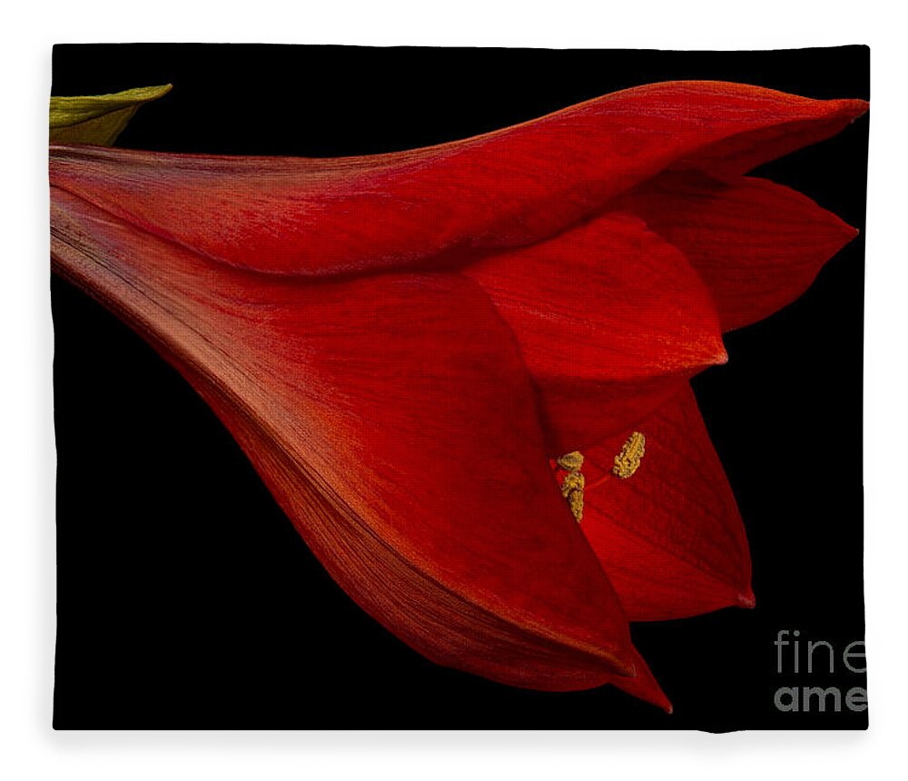 Amaryllis Fleece Blanket featuring the photograph Red Amaryllis - 1 by Ann Garrett