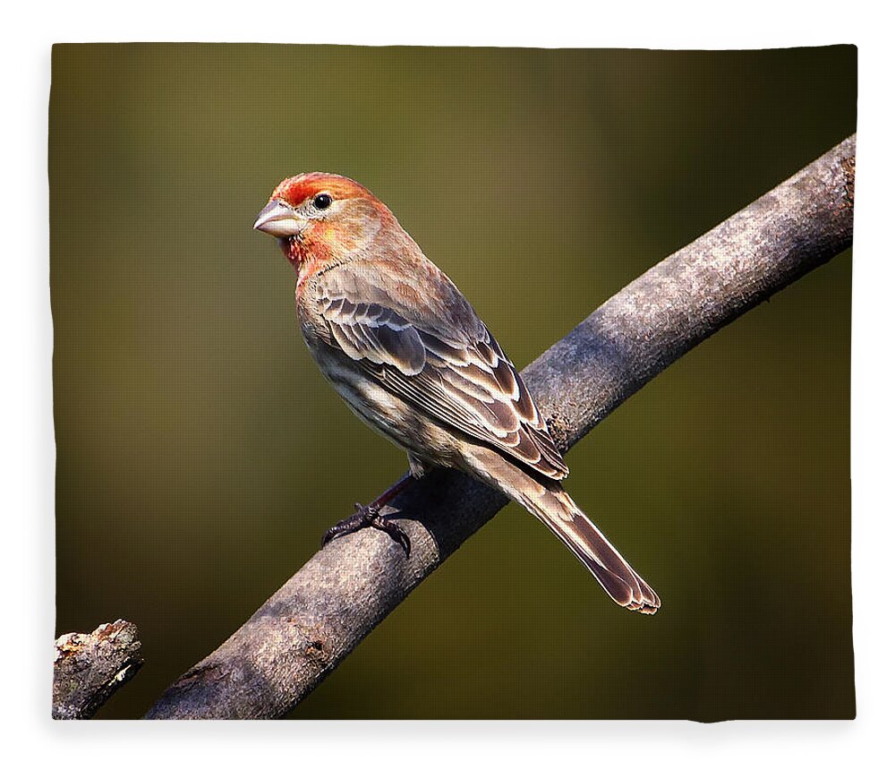 Finch Fleece Blanket featuring the photograph Red Male House Finch by Bill and Linda Tiepelman