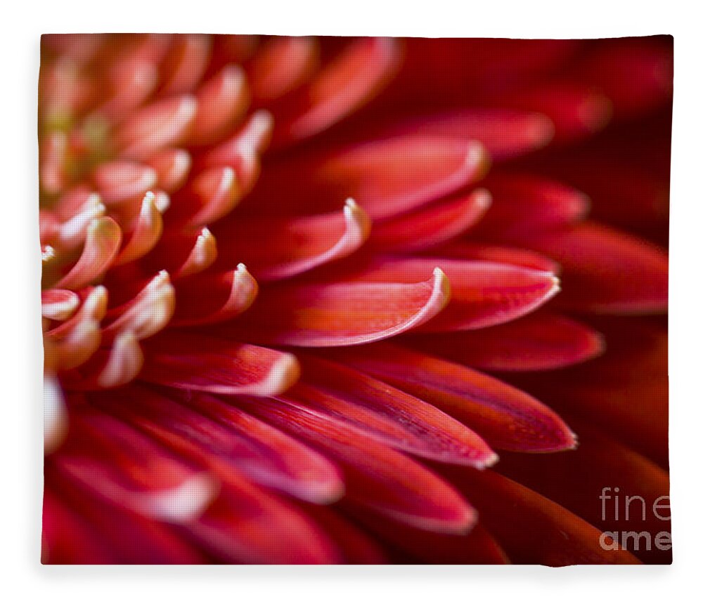 Clare Bambers Fleece Blanket featuring the photograph Red Petals Abstract 1 by Clare Bambers