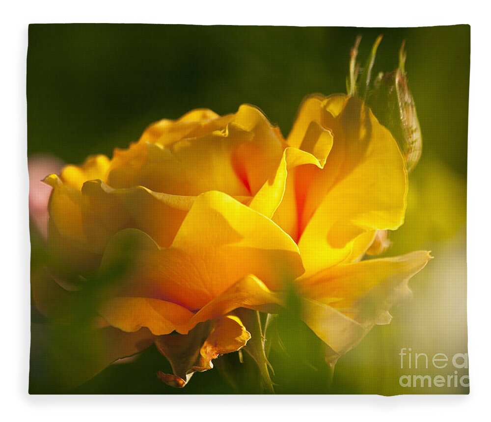 Rose Fleece Blanket featuring the photograph Rose Blossom by Heiko Koehrer-Wagner