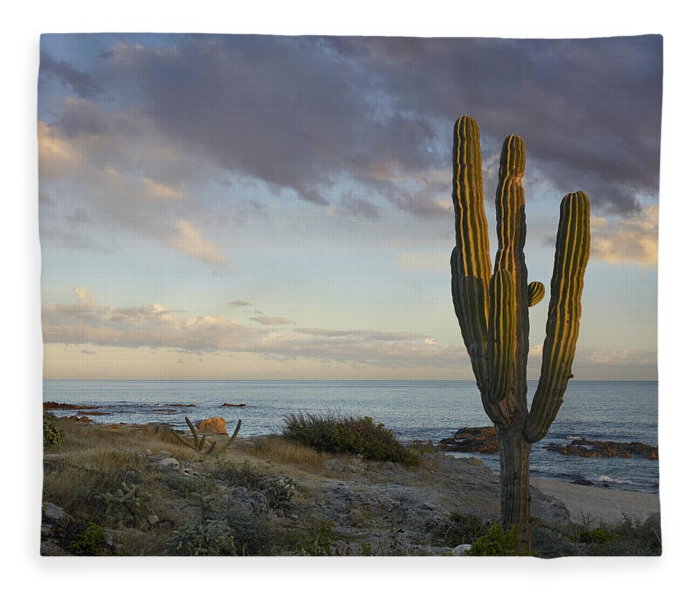 Mp Fleece Blanket featuring the photograph Saguaro Carnegiea Gigantea Cactus by Tim Fitzharris