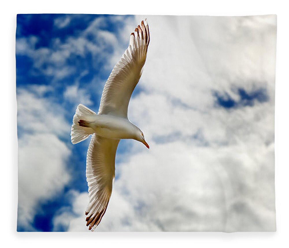 Seagul Fleece Blanket featuring the photograph Seagul gliding in flight by Simon Bratt