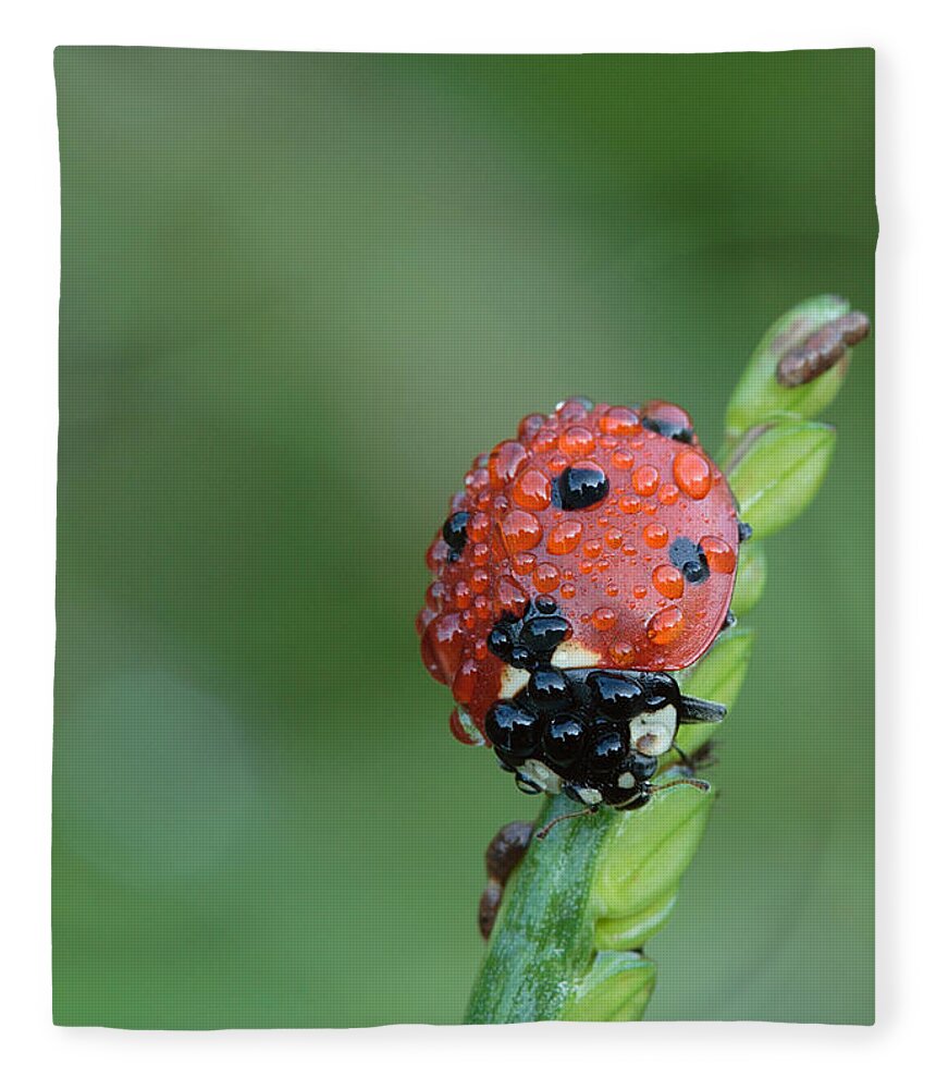 Nature Fleece Blanket featuring the photograph Seven-spotted Lady Beetle On Grass With Dew by Daniel Reed