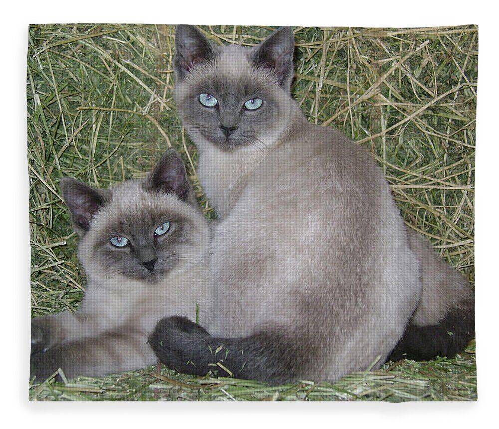 Cat Fleece Blanket featuring the photograph Siamese Haystack by Charles and Melisa Morrison
