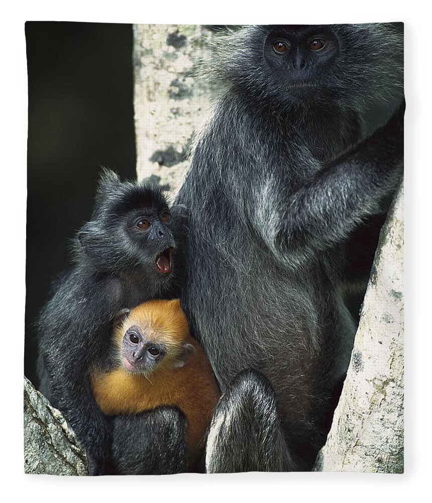 00620191 Fleece Blanket featuring the photograph Silvered Leaf Monkeys by Cyril Ruoso